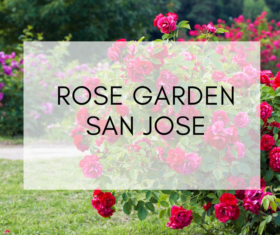 Rose Garden, San Jose