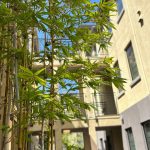 800 N 8th Street, Courtyard bamboo